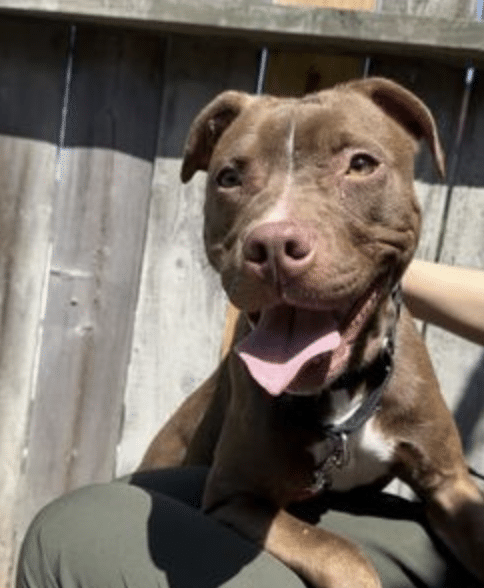 MIssy is a light brown terrier mixed breed available for adoption through the Humane Rescue Alliance in Washington, D.C. Here she is staring at the camera with a big smile!